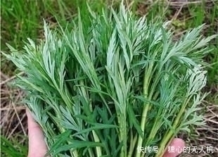 味道棒|它是降压“特效药”，农村遍地可见，营养丰富价值高，遇见别错过
