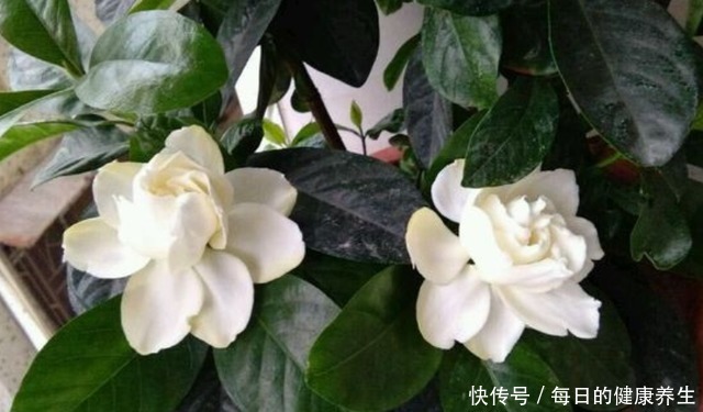 栀子花养得不开花学会“巧修剪”,越剪开的花越多,太美了!