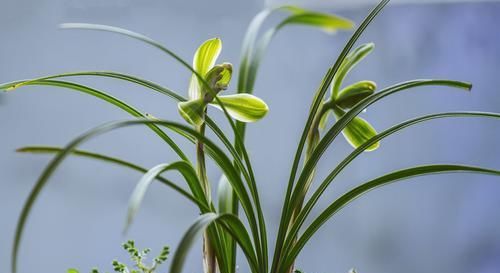  盆里|想要兰花养得好，盆里加点它，兰花开花都开疯了！