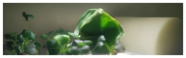 月球上冒出的绿芽已被冻死,月夜出现了极度寒冷,这是真的吗