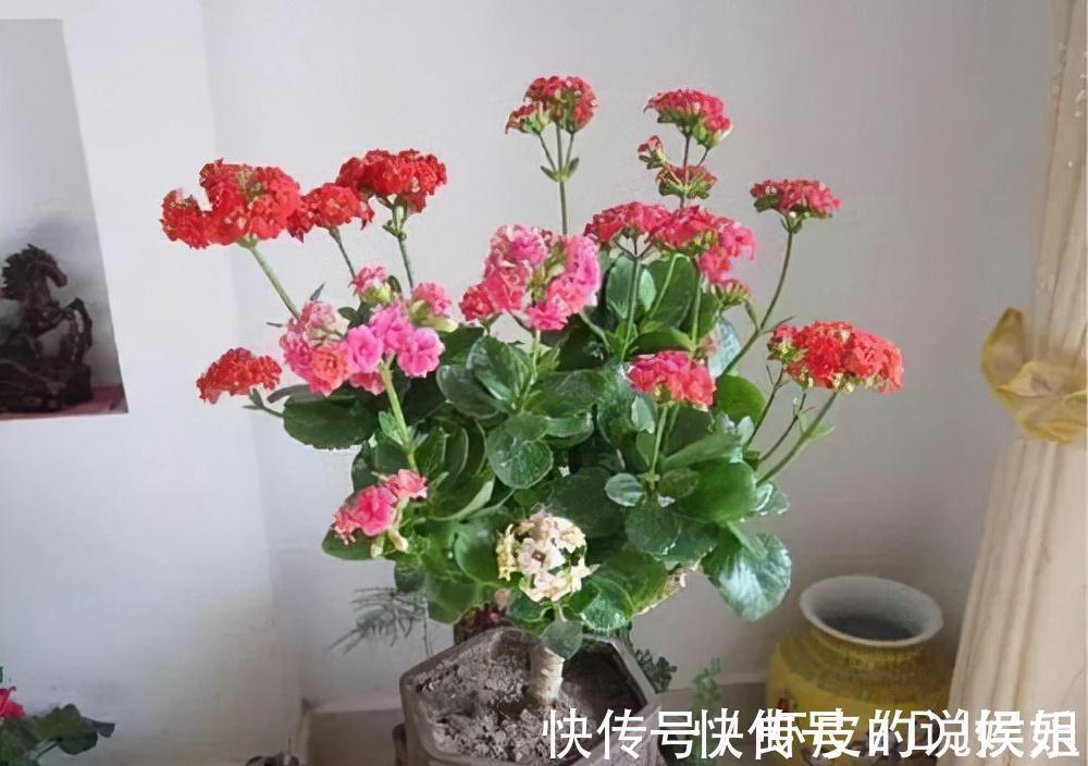 根系|寿命长的“3种花”,最喜欢用小盆栽种,盆越“小”长得越好