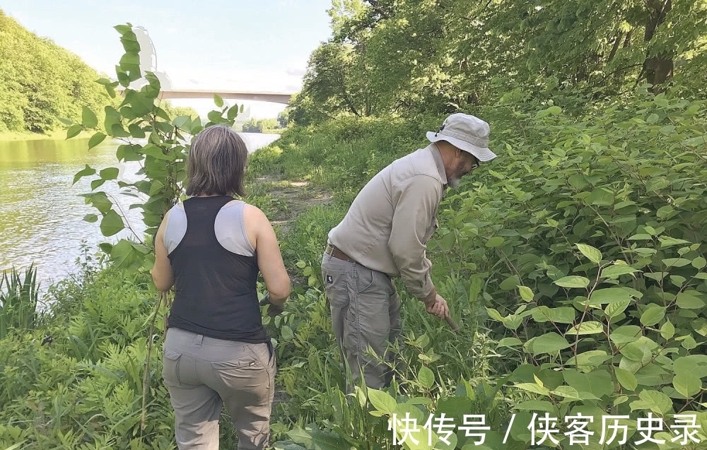 入药|一种植物甚至可以将人逼到自杀,它究竟是什么植物?
