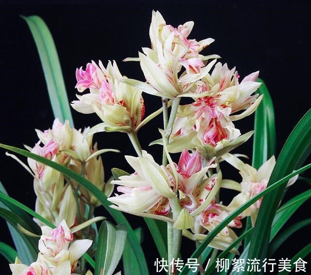 浓郁|建兰多瓣奇花“富山奇蝶”，花中带花，兰香浓郁，姿态优雅又好看！