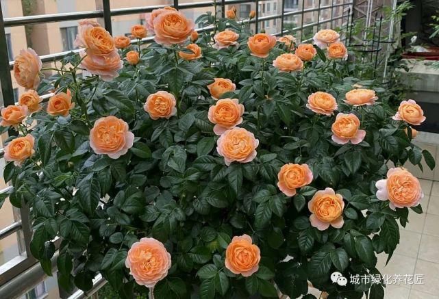 遮阴网|月季花的叶片发黄脱落，嫩芽没焦枯，枝条也没问题，想知道原因