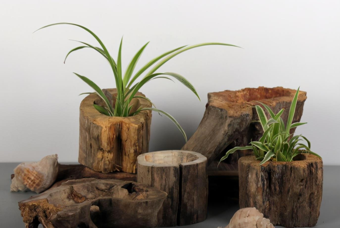 宝贝|去趟农村别闲着,路边看见这些宝贝,多扛些回家养花,赚大了