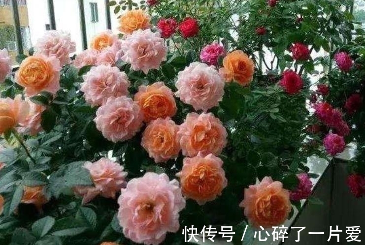 4种花,堪称“开花机器”,养家里,直接变成小花园,花朵硕大