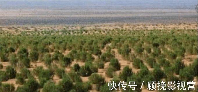 小树苗|2年了，马云“天价”造的蚂蚁森林，现在长成啥样了成森林了吗