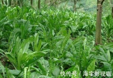 蒲公英水|17岁女生因一壶蒲公英水,送入医院,提醒蒲公英泡水有4大禁忌