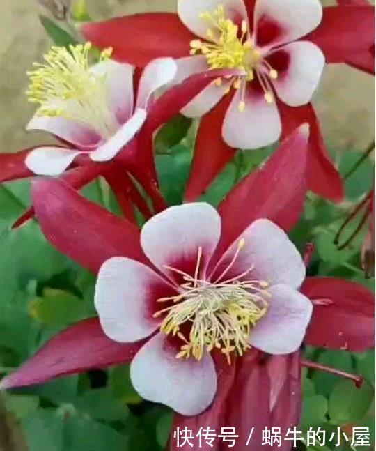 被名字耽误的“三种花”，颜值高又皮实，放角落也能自己长