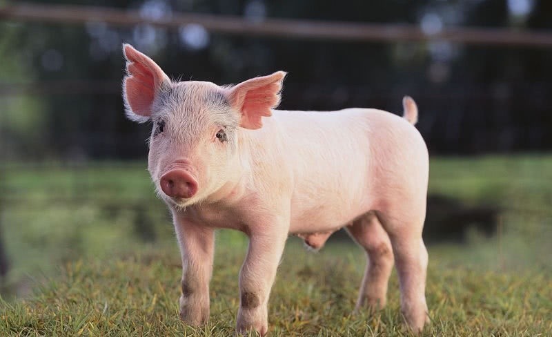 皇姓|明朝的皇姓是“朱”,那明朝人怎么称呼猪呢?现代人都会叫错