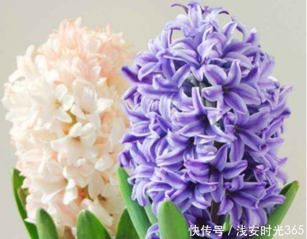 新手|新手养花，不如养盆花中精品“灯光荷”，似红光荷花，婀娜绚丽