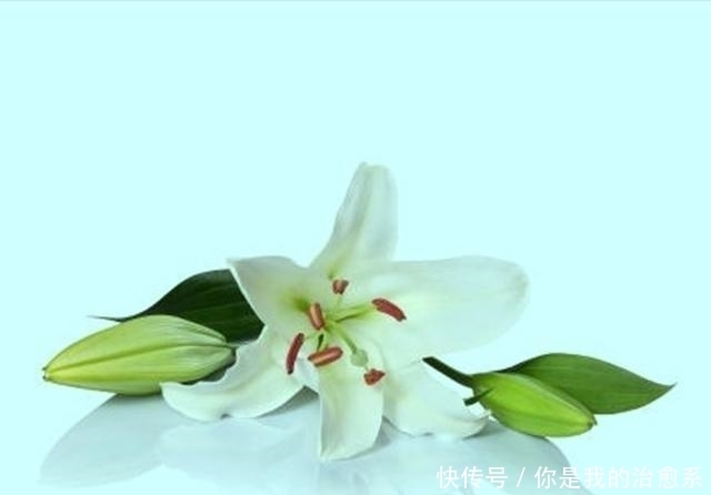 从一个小种子成功蜕变成美丽的百合花,看看是用了什么方法