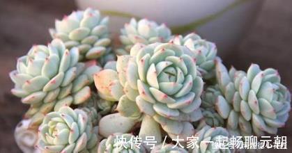 5种多肉,皮实又好养,长出状态美美哒,适合新手!