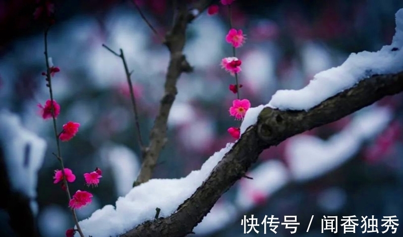 辞官！明月当空、白雪洒地，不赏诗中雪月岂不辜负了袁枚笔下的诗情画意