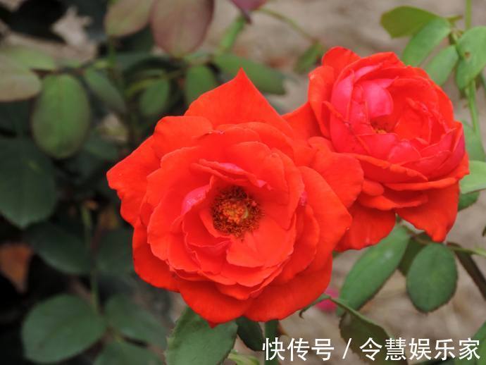 菊花|喜欢菊花,不如养株“优良玫瑰”香云,似香云腼腆,花开艳丽!