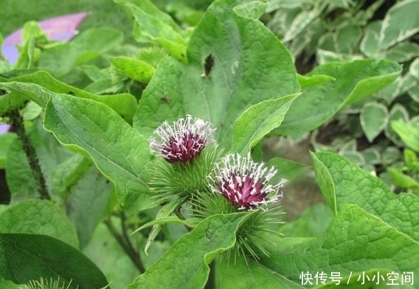 见到|提个醒:见到此野菜,一定要拔回家,好处不请自来,作用非常大