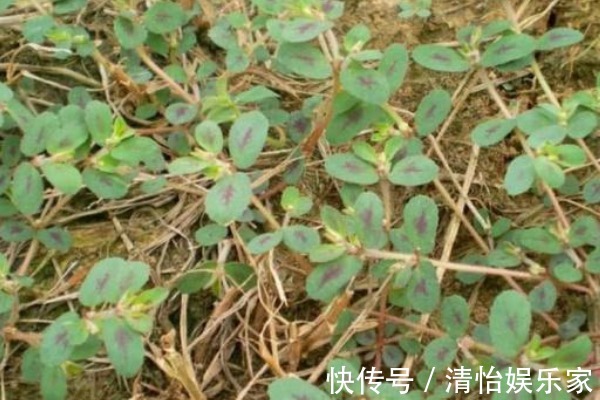 马齿苋|农村随处可见的“卧蛋草”,外形像马齿苋,如今是一味珍贵药材!