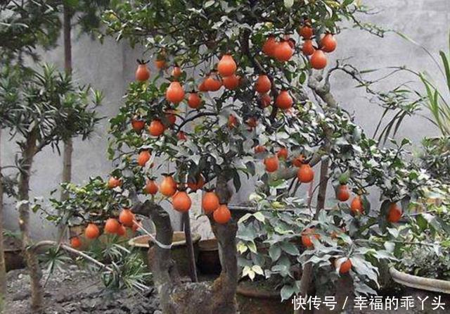 不怕冷的盆景树,观赏价值高,很少见!