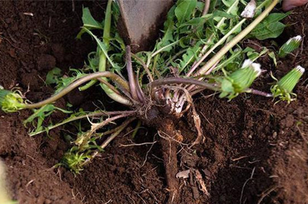 医院|农村大姐，每天喝蒲公英水，却喝进医院，她犯的错你可能也在犯！