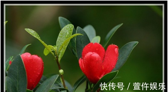 硫酸亚铁|可以四季开花的红山茶,养护注意这几点,新手也能养爆盆