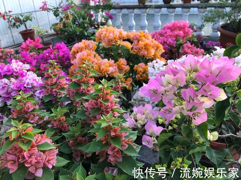 爆盆|喜欢三角梅“花朵爆盆”，首选8个品种，养护记住4个“小技巧”