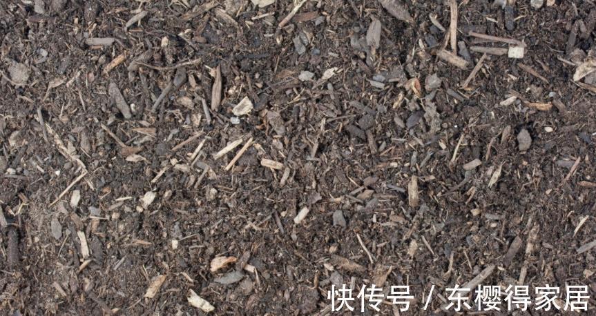 花友们|柳树全身是宝，取些枝条自制生根水，养花人轻松省下买肥钱