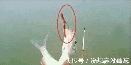 蚯蚓钓鱼还空军 三个绝技让你分分钟渔获翻倍