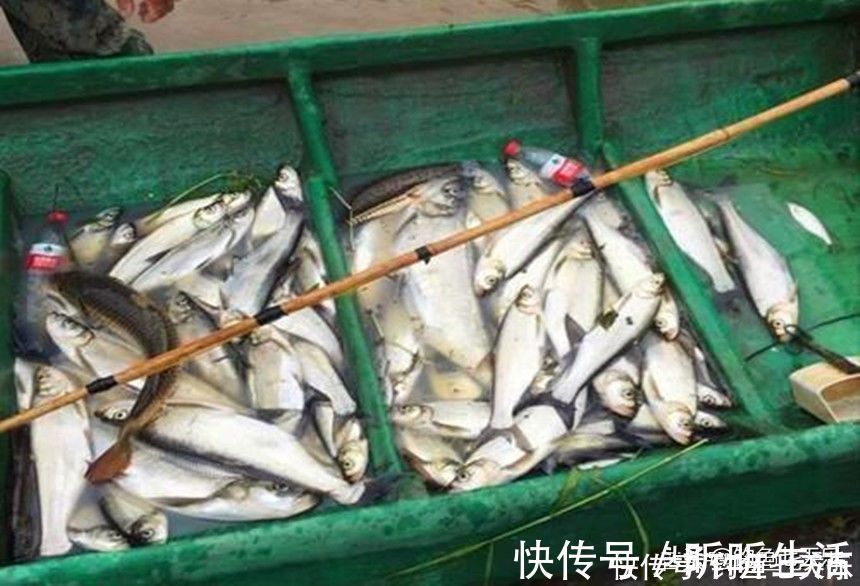 电鱼器|电鱼设备泛滥，淘宝拼多多被“点名”！生态保护不容再等待