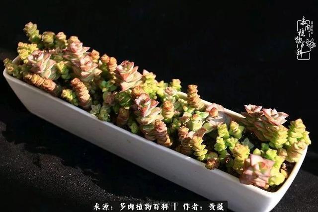 养了三年多肉，终于明白佛系养肉才是王道！