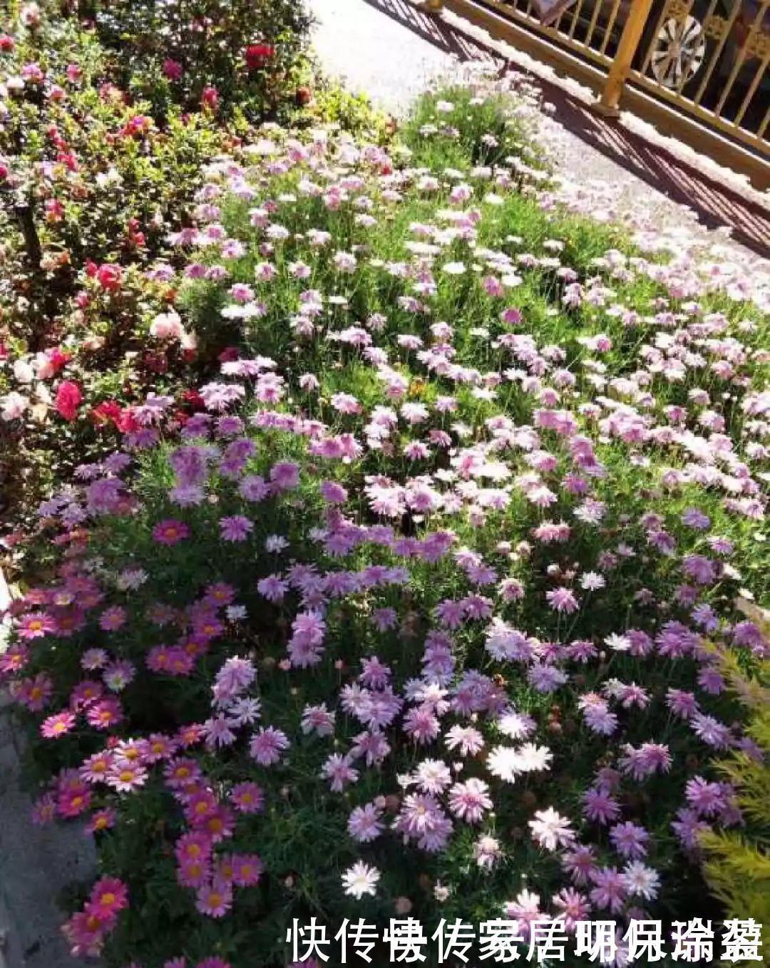 铜钱草|养花达人:张大爷家的花,1年养成“大转盘”,1次冒出25个头!