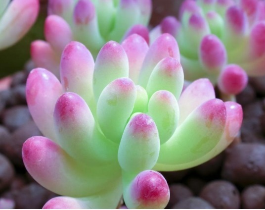 此款景天多肉,好养又易成活,一盆繁殖多盆,胖嘟嘟的超可爱