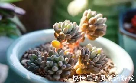 水和光多少是适量,50种常见多肉植物度夏攻略