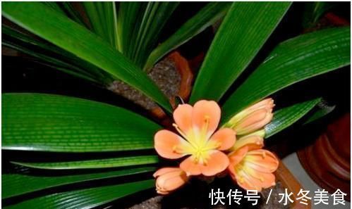 养花也要用点药,每次只需1粒,不黄叶,不烂根,新叶蹭蹭长