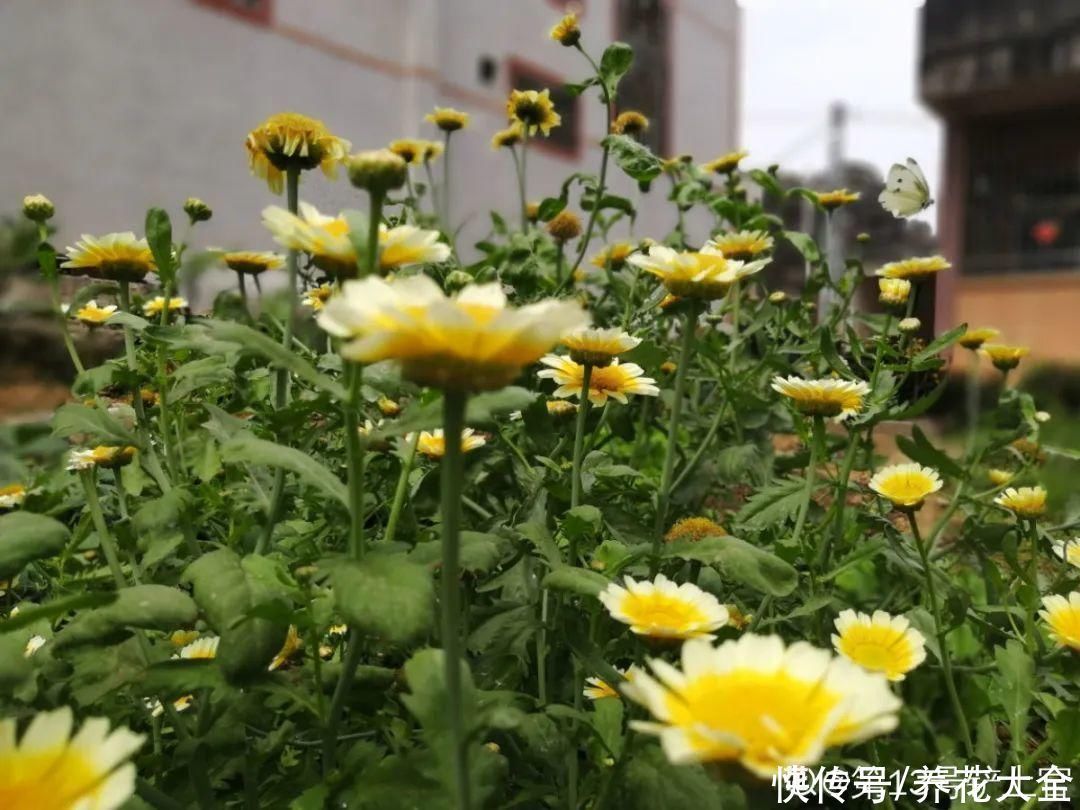 人参萝卜开花了,我种的花,都是这么奇奇怪怪