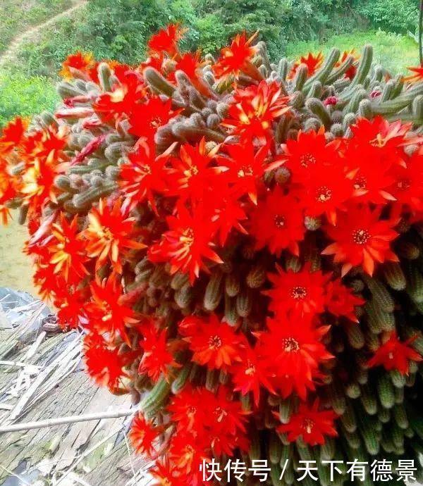 胧月|3种多肉很好养,被花友称“热不死”,太阳一晒就“很美”