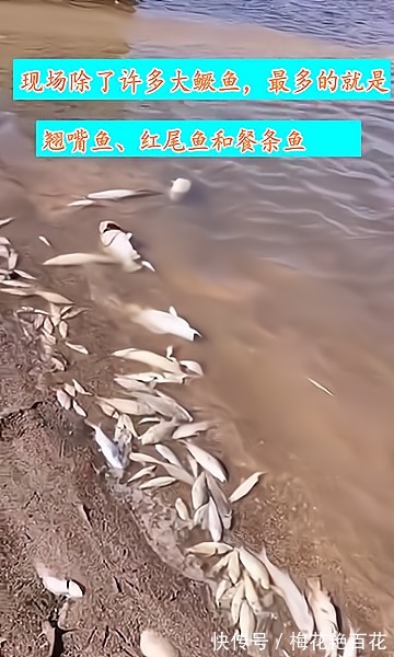 江西信江河出现大群死鱼,附近钓鱼人好多大鳜鱼,太可惜了
