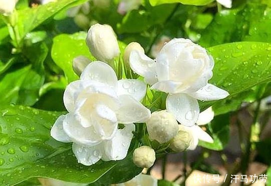 养茉莉花,莫“偷懒”,稍微不注意,僵苗不生长