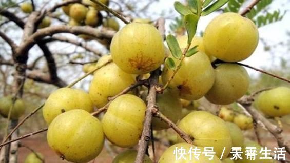 滋养|女性不想子宫早衰,晚上当零食吃几颗,滋养卵巢,赶走妇科病