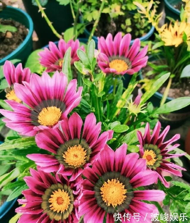 夏天|想要家里四季花开,这20种花,连续能开300天,完全不歇气