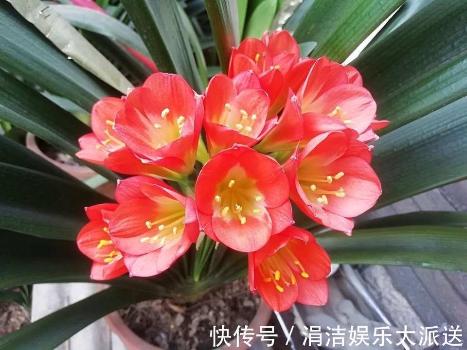 自制1种“混合土”，君子兰、绿萝最喜欢，1分钱不花，根旺叶绿