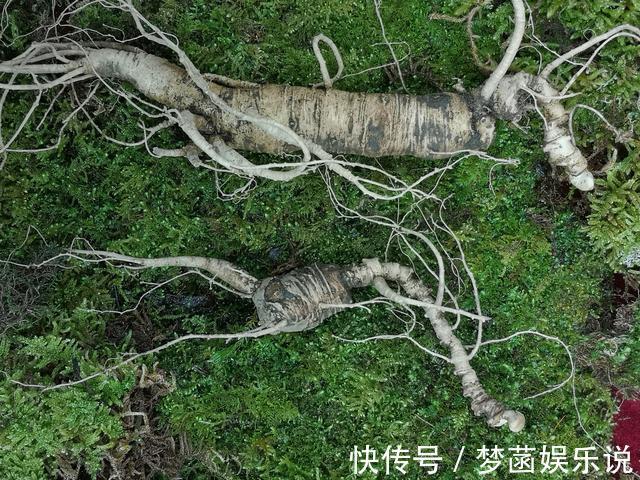 花旗參|西洋參吃了大半輩子，它的內幕：軟枝與硬枝哪個好？沒幾個知道