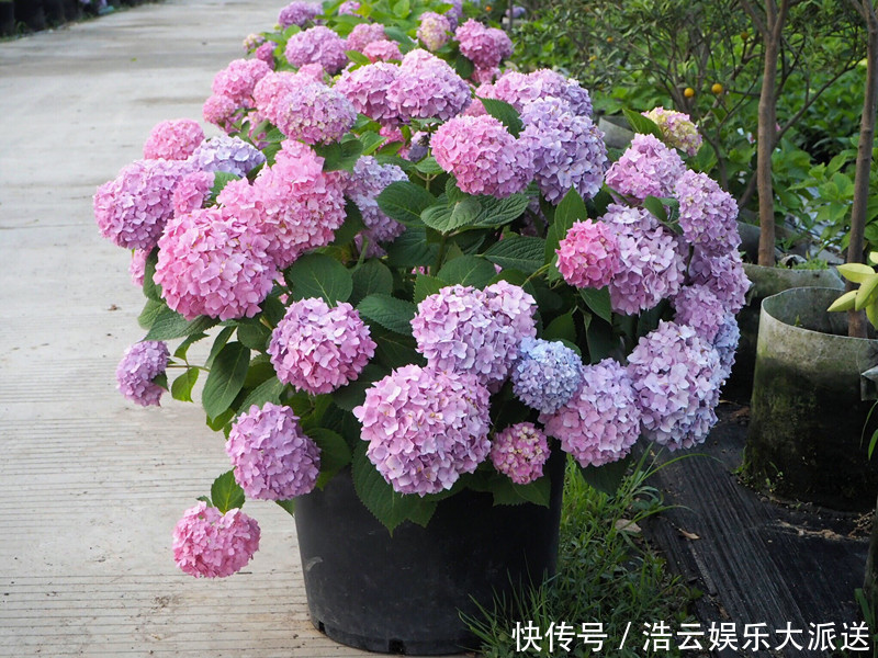 盆栽|花期最长的绣球花,春天开到秋天,好看又好养,阳台盆栽也可以