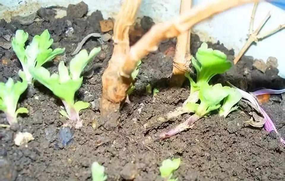 入冬后,这些花别折腾,越折腾越死