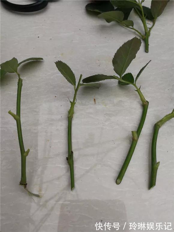 3种“碎渣渣”，是养花的好材料，掺土里花儿蹭蹭长，开爆盆！