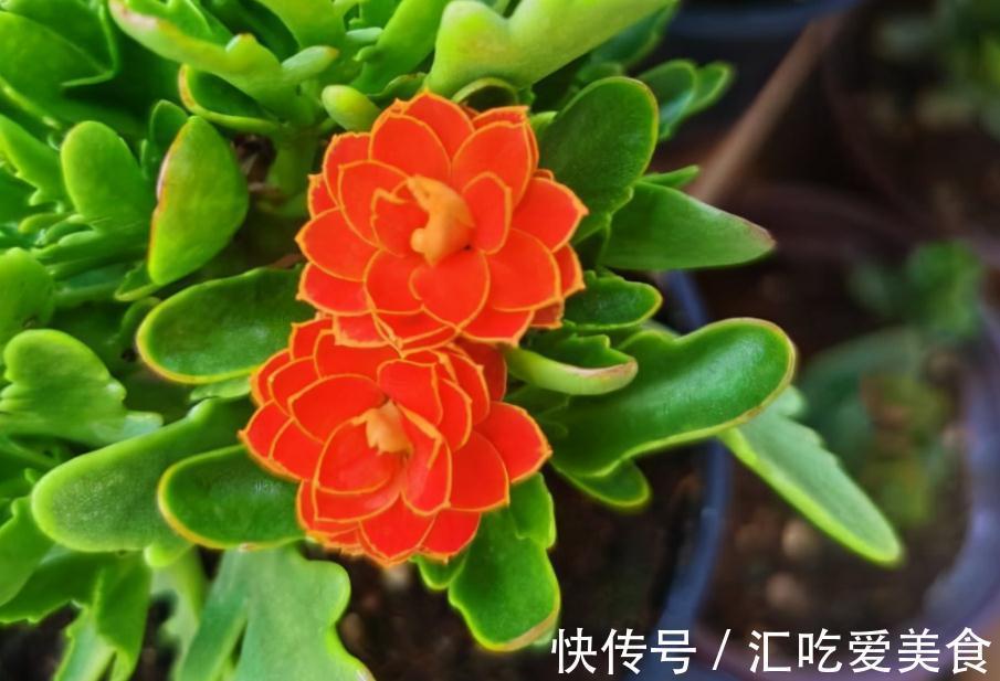 养花就该选“勤花”，这3样下雪天都能开花，正适合冬日盆栽赏花