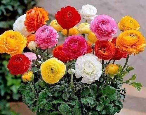 4种花超漂亮,迷人的花朵,开满整个花盆,快养起来吧!