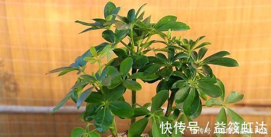 什么黄豆水、淘米水都不如一粒药片,用来养花,无异味,养啥旺啥
