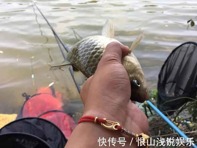 红虫颗粒的另类用法,这样加工一下再打窝,鲫鱼进窝会更快