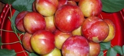 番石榴|女性到了中年，推荐常吃3种食物，健胃消食，排毒护肤，改善睡眠