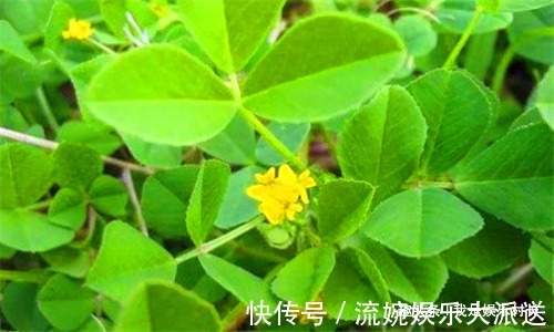 早衰|女性想要身体好,建议吃4种食物,缓解痛经,预防子宫早衰